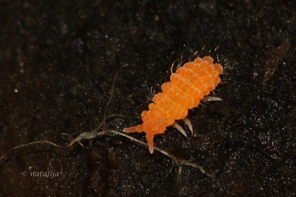 Orange Springtails, Pet Supplies, Pet Food on Carousell
