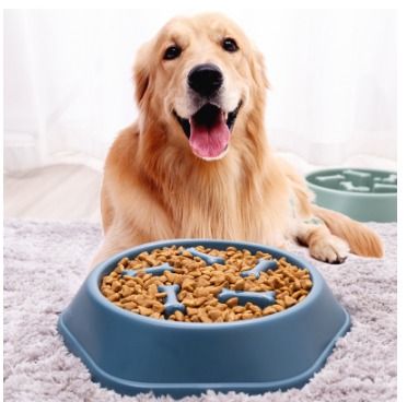 Dog throwing best sale bowl