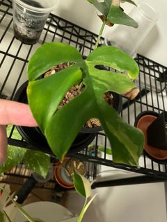 (Category: ) located in . Submitted by TheGreenParadise (Listing ID 1224678833, Image 1). Description: .