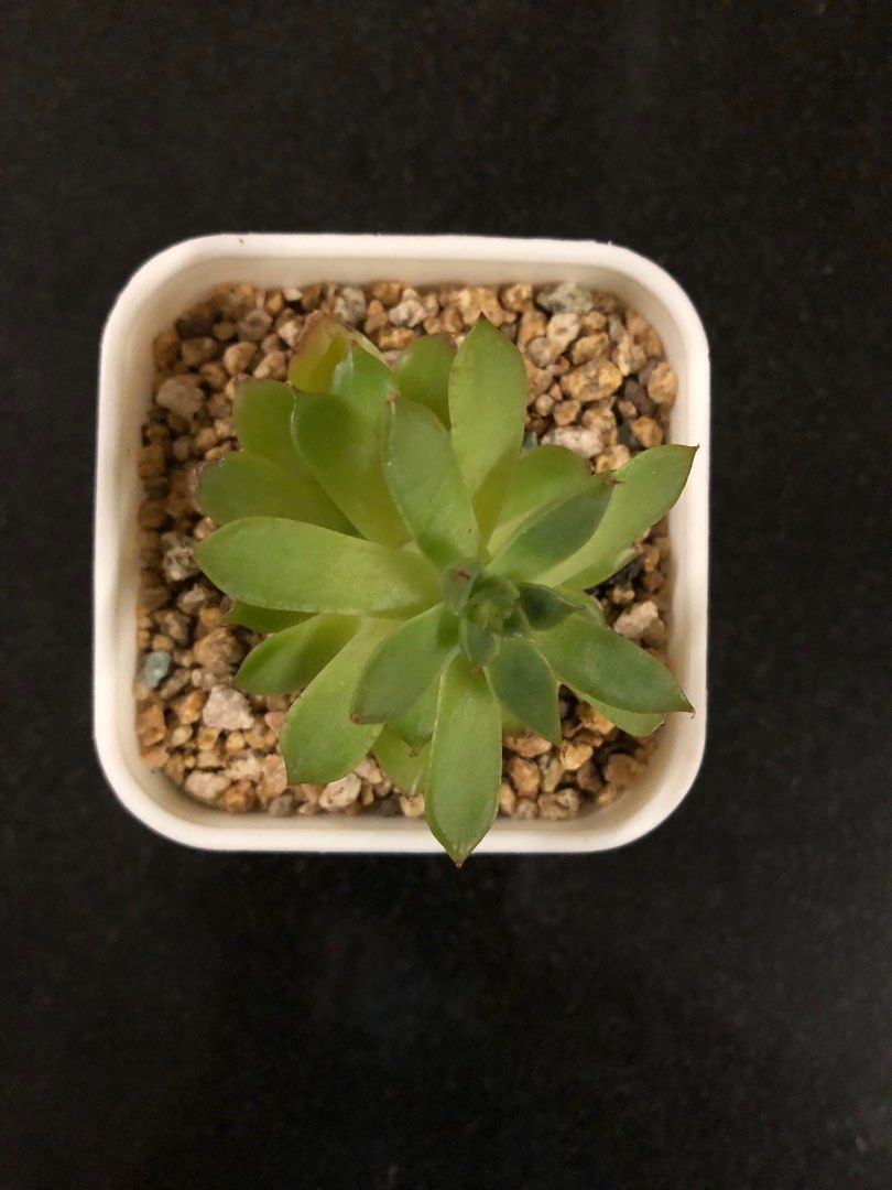 Why Are My Succulent Leaves Turning Brown?