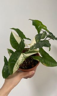 （分類：）位於 。 由 letsplant.hk 提交（商品編號 1224636213，圖片 1）。簡介： 。