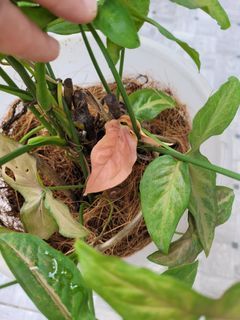 Tanaman syngonium pink