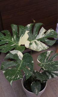 （分類：）位於 。 由 joyofplant 提交（商品編號 1224845351，圖片 1）。簡介： 。