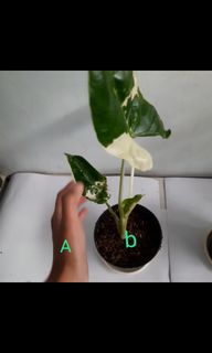 (Category: ) located in . Submitted by Plantszone.Official (Listing ID 1224885822, Image 1). Description: .