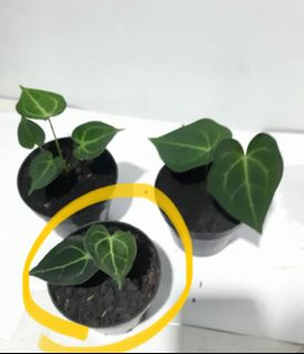 (Category: ) located in . Submitted by Plantszone.Official (Listing ID 1224886953, Image 1). Description: .