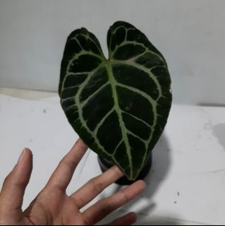 (Category: ) located in . Submitted by Plantszone.Official (Listing ID 1224888784, Image 1). Description: .