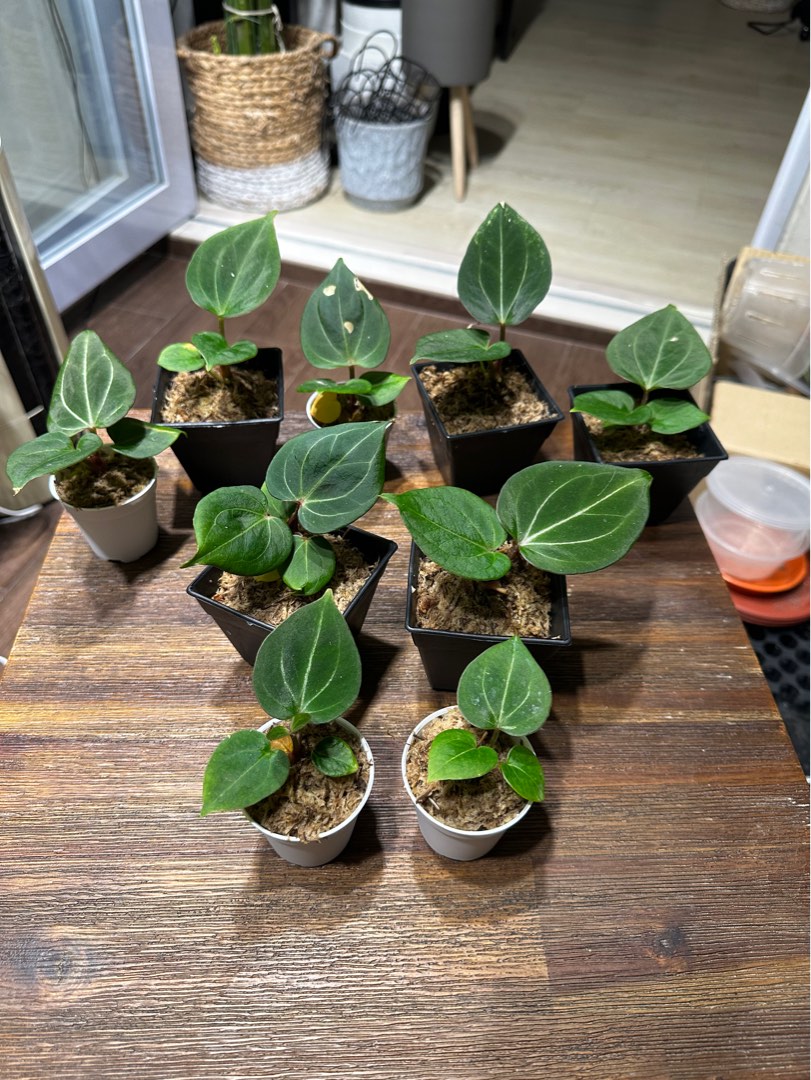 Anthurium King Of Spades Furniture Home Living Gardening Plants 