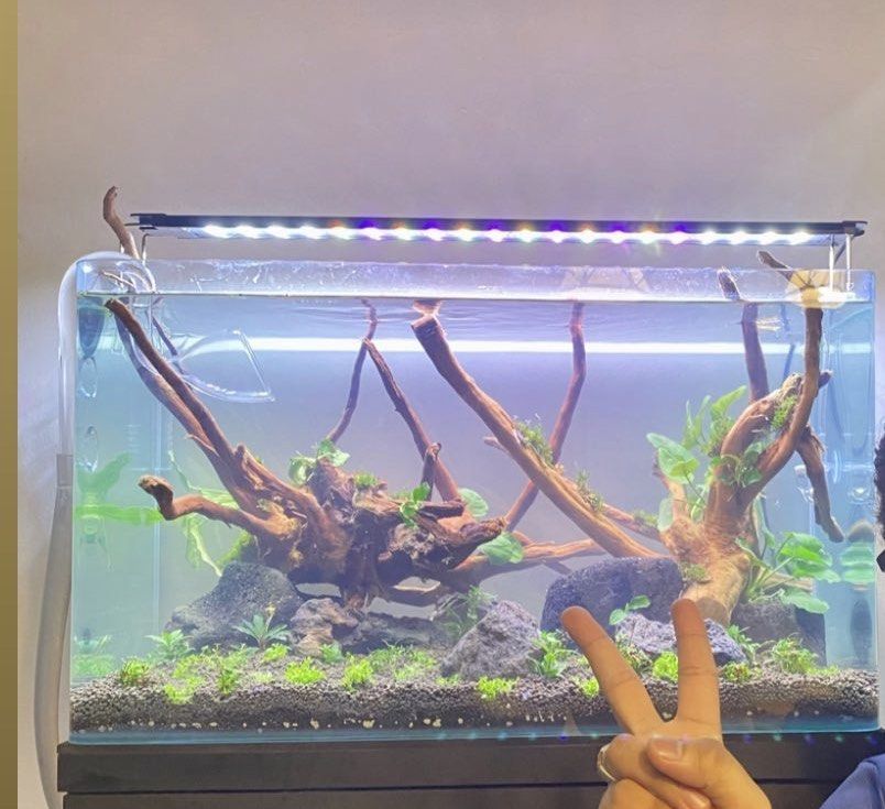 Aquascape Spider Wood, Pet Supplies, Homes & Other Pet Accessories on