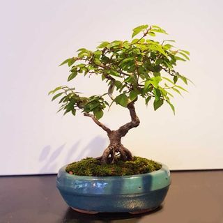 Japanese Hornbeam 岩四手