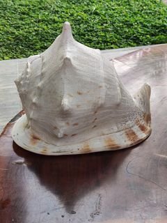 Large Helmet Horned Conch
