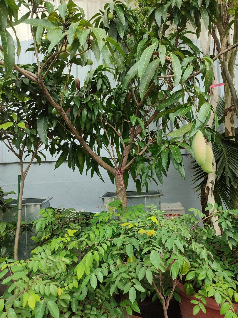 Mangos India big trees, Furniture & Home Living, Gardening, Plants