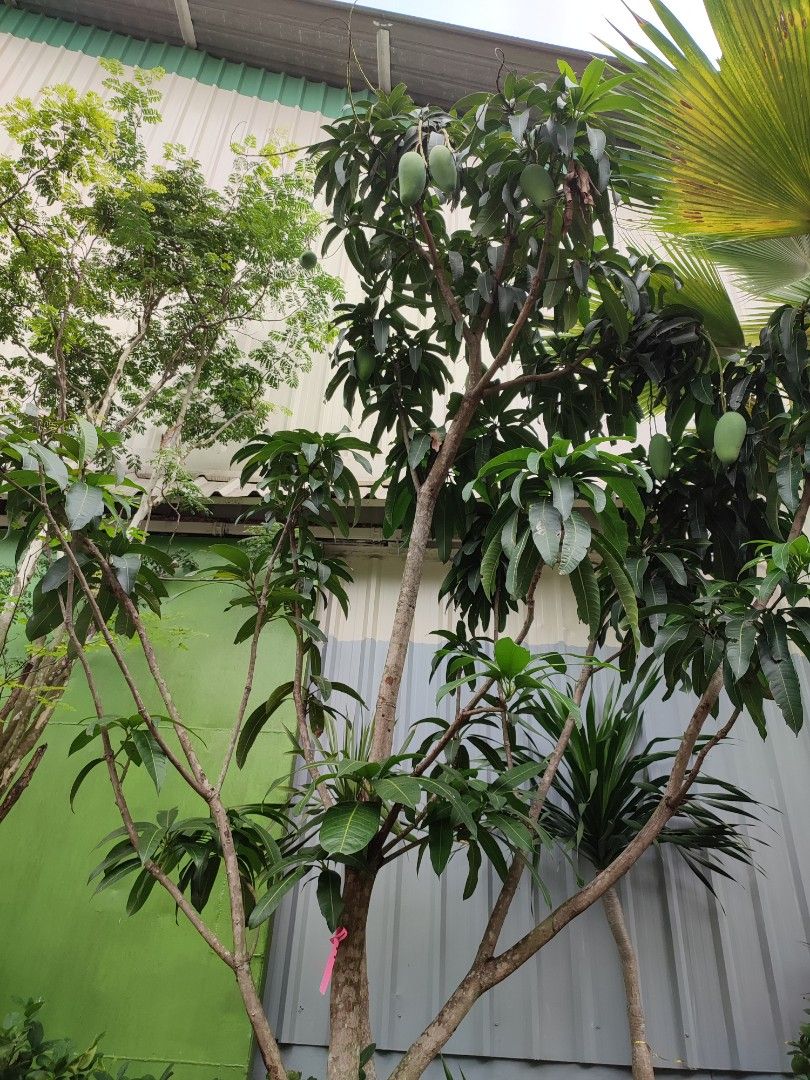 Mangos India big trees, Furniture & Home Living, Gardening, Plants