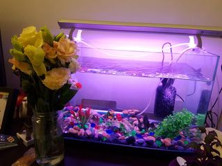 (Category: ) located in . Submitted by nightSky (Listing ID 1224748687, Image 1). Description: .