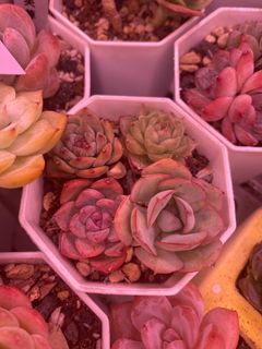 (Category: ) located in . Submitted by eng00_ (Listing ID 1224895749, Image 1). Description: .