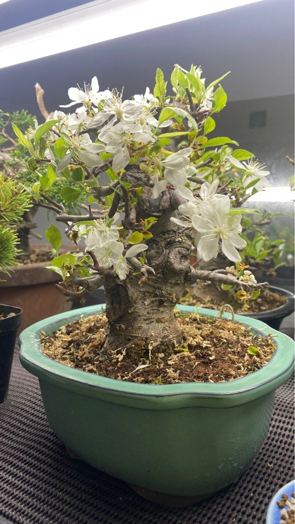55 Years Crab Apple Bonsai, Furniture & Home Living, Gardening, Plants