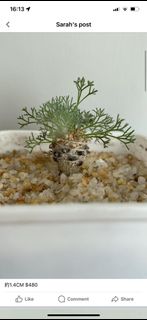 （分類：）位於 。 由 ryoumall 提交（商品編號 1224995610，圖片 1）。簡介： 。