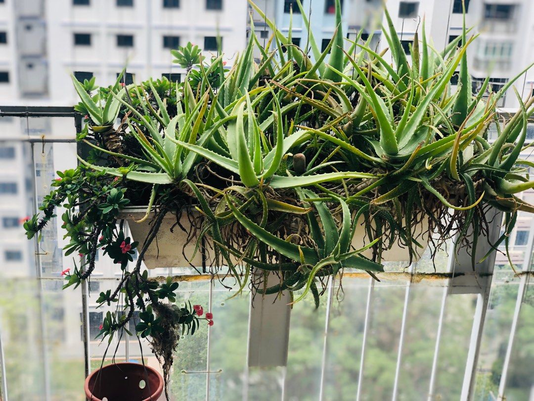 Money plant, croton, Aloe Vera plants * 2 + water jug +Ikea pot + some  Vases , Furniture & Home Living, Gardening, Plants & Seeds on Carousell