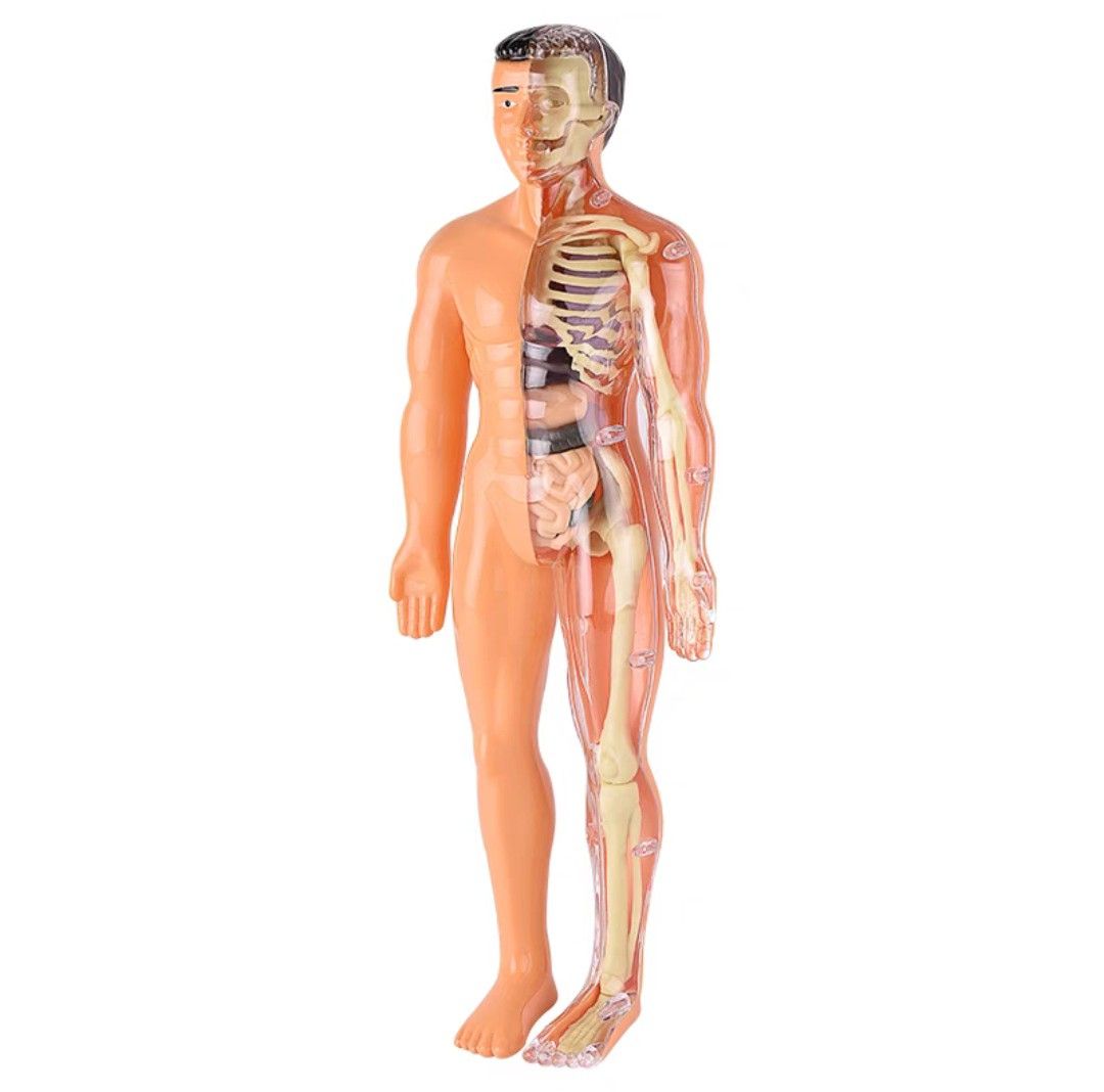 Ken 2025 doll anatomy