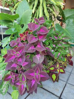 (Category: ) located in . Submitted by boh.choonping (Listing ID 1224942318, Image 1). Description: .