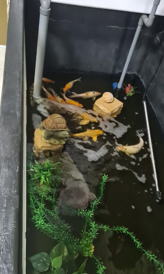 FIBREGLASS TANK WITH KOI FISH N TURTLE Pet Supplies Homes Other Pet FIBREGLASS TANK WITH KOI FISH N TURTLE Pet Supplies Homes Other Pet