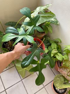 (Category: ) located in . Submitted by p_for_plantdetta (Listing ID 1225021236, Image 1). Description: .