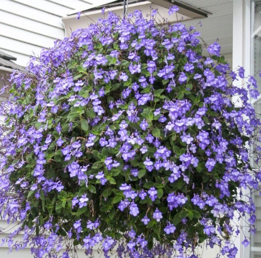 Flowering Plant in hanging pot Concord Blue / Streptocarpus Saxorum