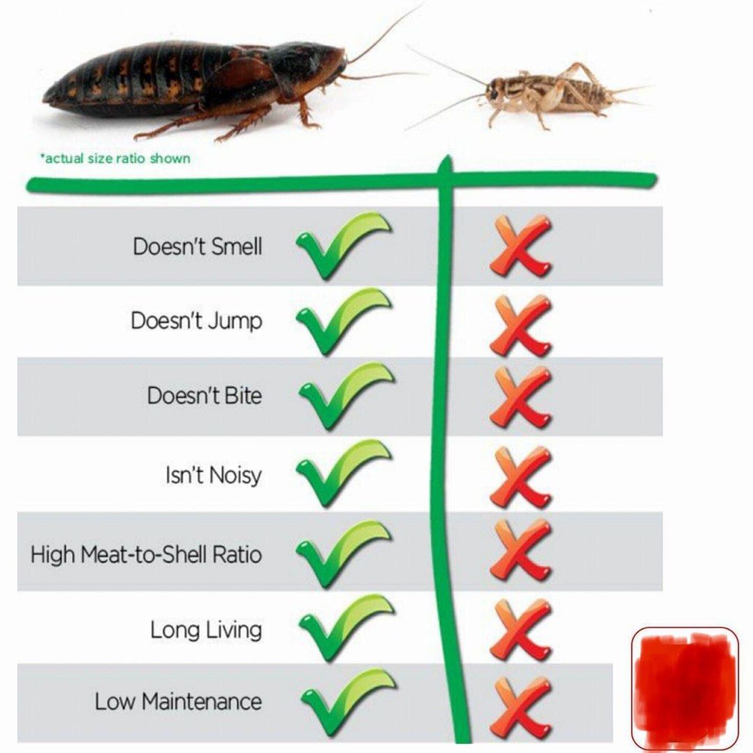 Pet food Dubia roaches, Pet Supplies, Pet Food on Carousell