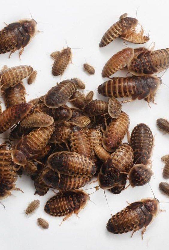 Pet food Dubia roaches, Pet Supplies, Pet Food on Carousell