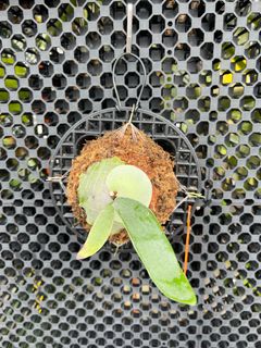 (Category: ) located in . Submitted by pLantae (Listing ID 1224956253, Image 1). Description: .