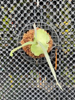 (Category: ) located in . Submitted by pLantae (Listing ID 1224955330, Image 1). Description: .