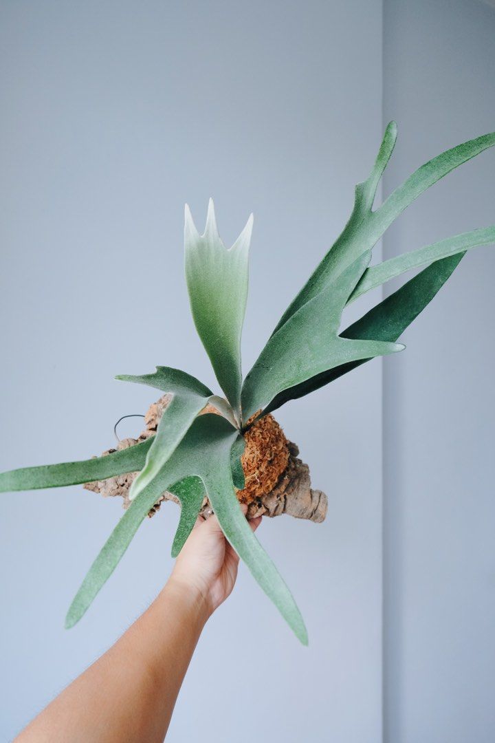 Platycerium Veitchii Silver frond, Furniture & Home Living, Gardening