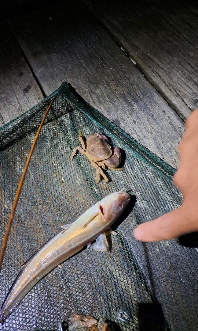 Crab net, Sports Equipment, Fishing on Carousell