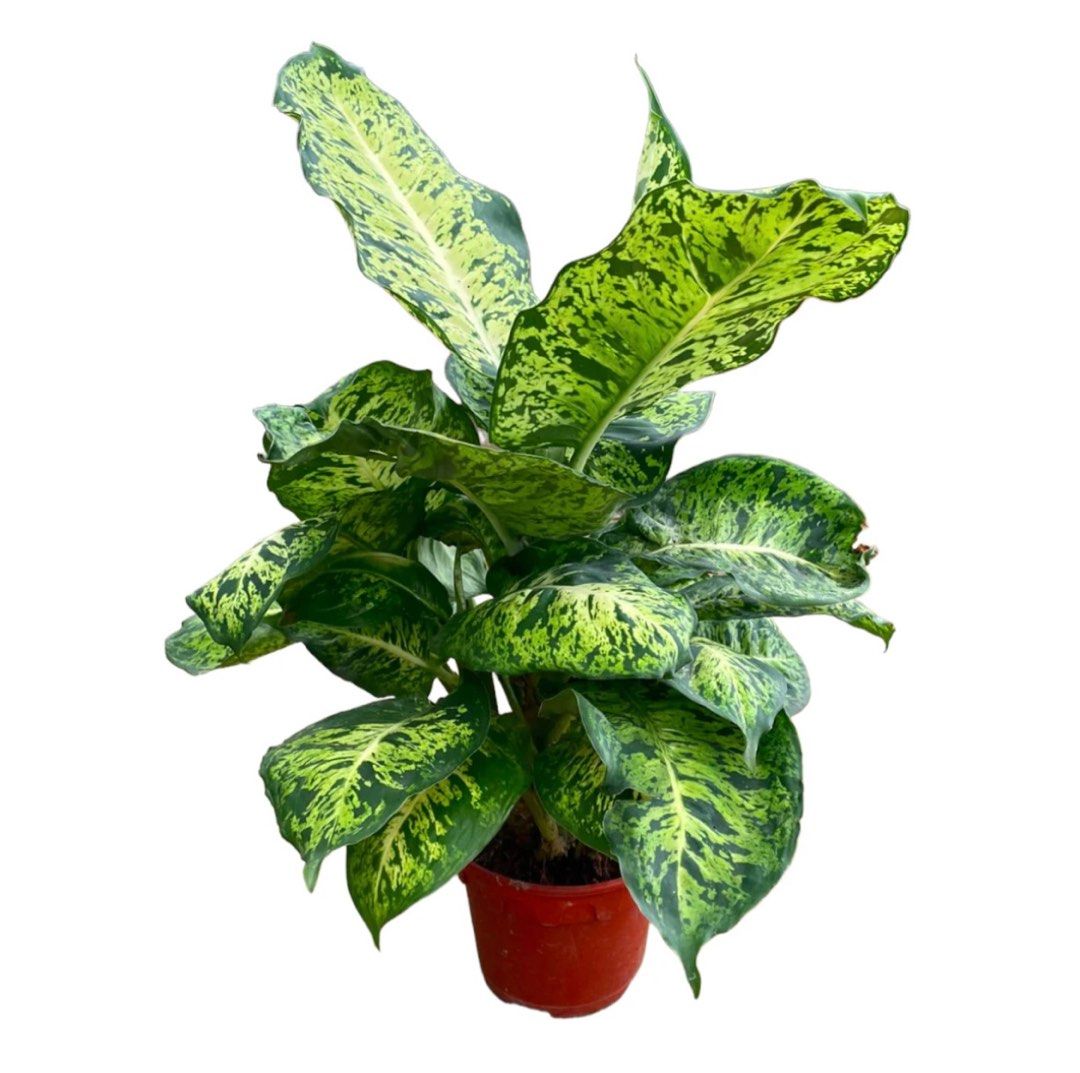 food for indoor plants The ULTIMATE Plant Parent Bundle (Plant Food + ProBiotics + Natural Pe –  Instant Plant Food main image 0