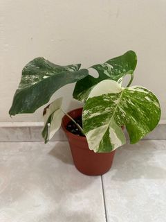 (Category: ) located in . Submitted by houseplantsale (Listing ID 1225237598, Image 1). Description: .