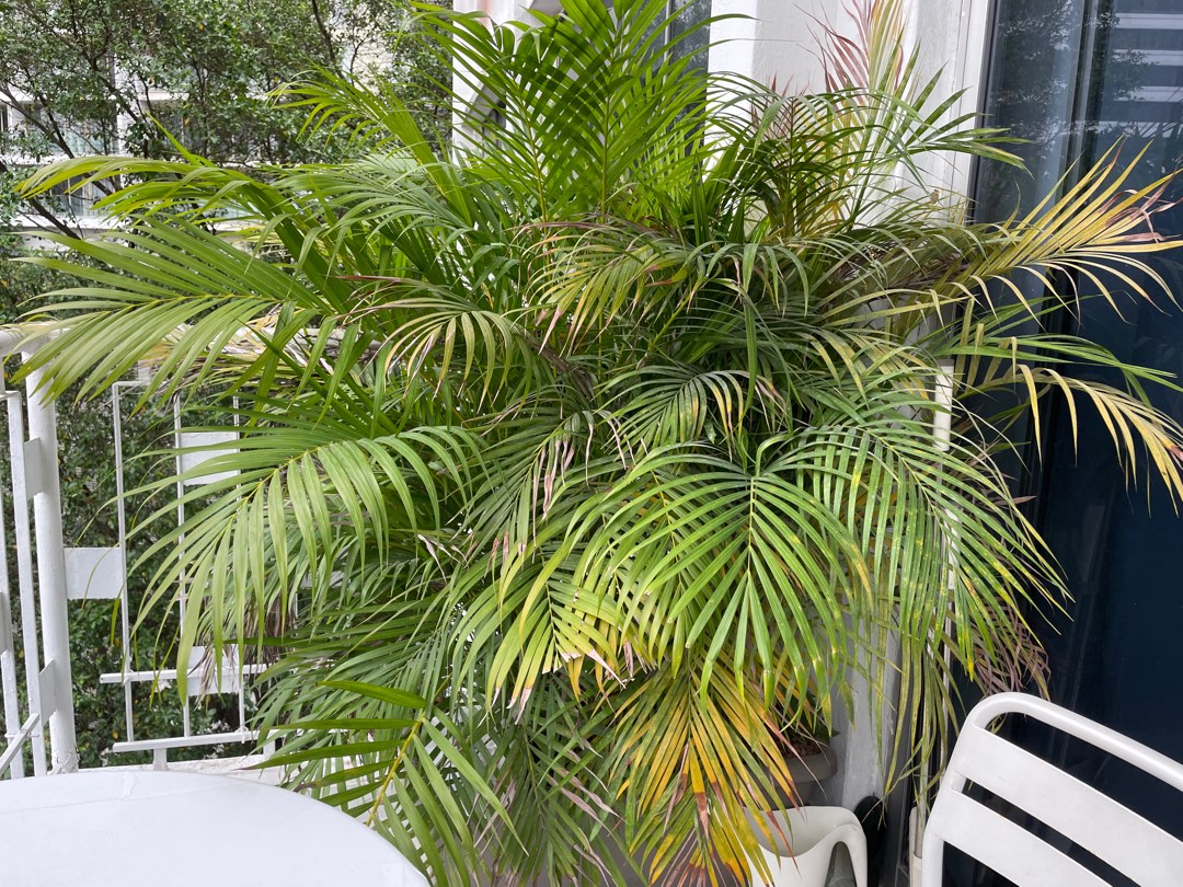 Palm Tree, Furniture & Home Living, Gardening, Plants & Seeds on Carousell