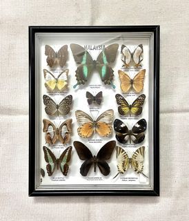 Vintage Real 14 Pcs Butterflies Deep Framed 26x33cms
