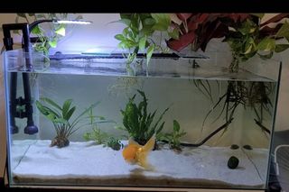 (Category: ) located in . Submitted by dwain01 (Listing ID 1225312118, Image 1). Description: .