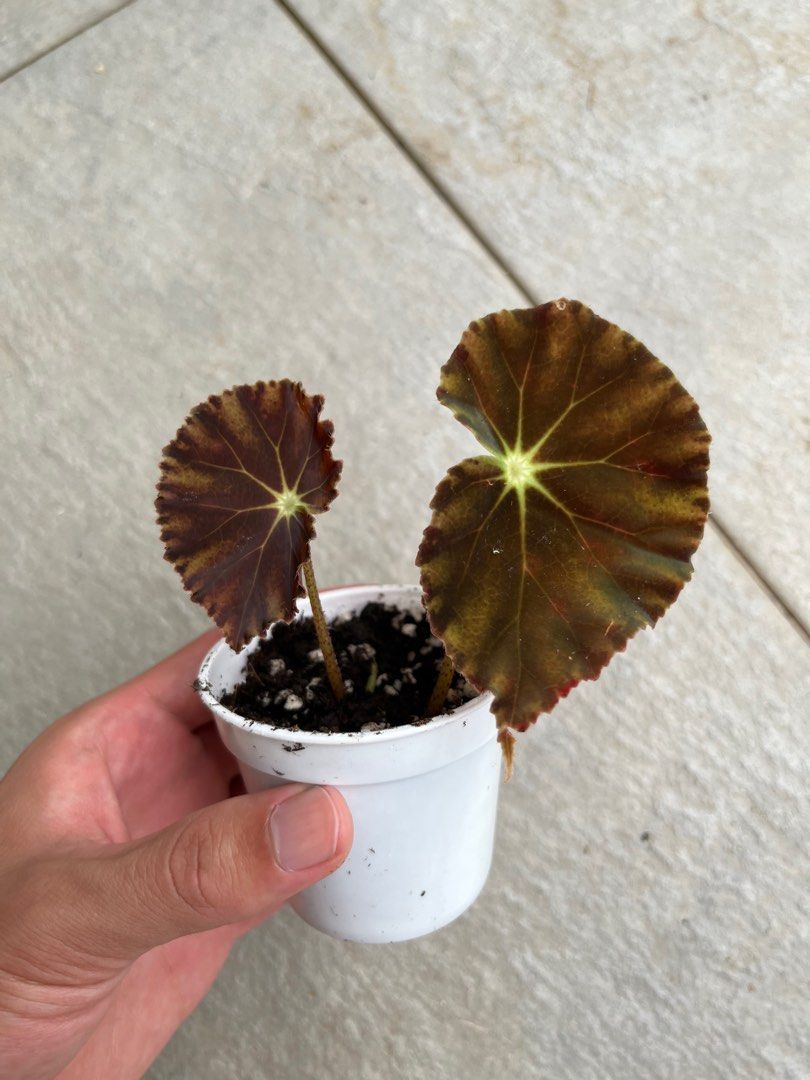 Begonia Mazae Nigricans, Furniture & Home Living, Gardening, Plants