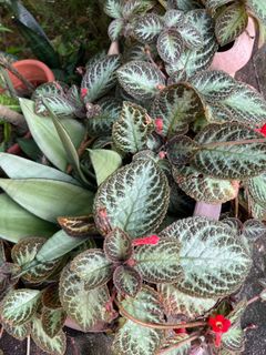 (Category: ) located in . Submitted by theplantpothead (Listing ID 1225393584, Image 1). Description: .