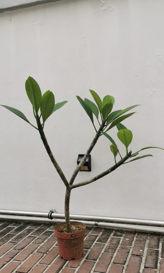 Frangipani, Furniture & Home Living, Gardening, Plants & Seeds on Carousell