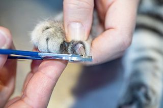 Free trim cat claws