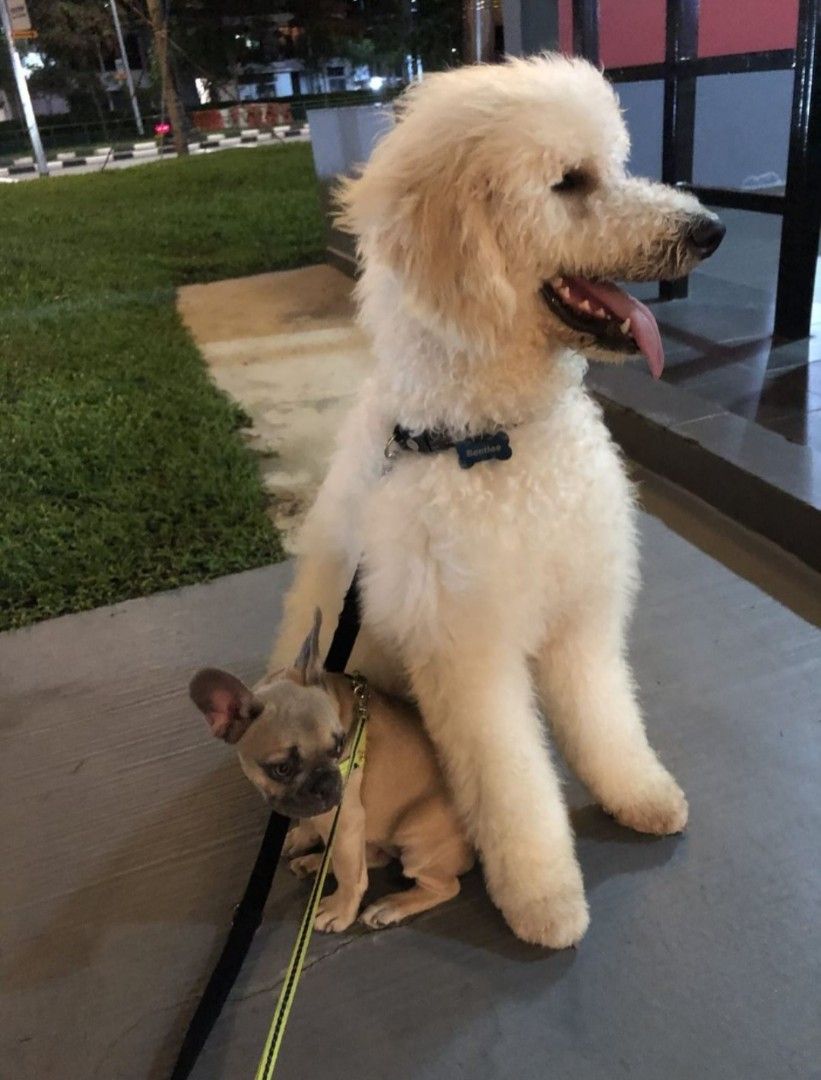 Homebased pet dog, cat and small animal grooming and boarding services