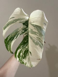 (Category: ) located in . Submitted by houseplantsale (Listing ID 1225440116, Image 1). Description: .