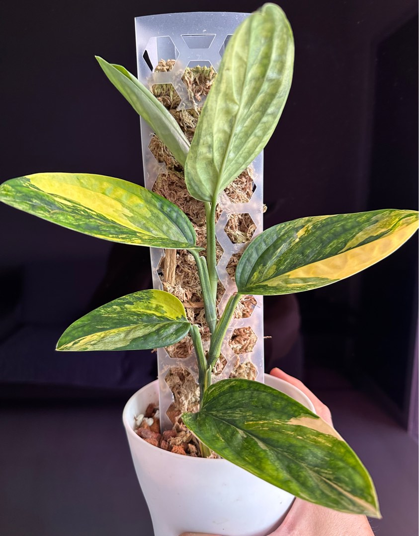 Monstera Karstenianum Peru Variegated, Furniture & Home Living ...