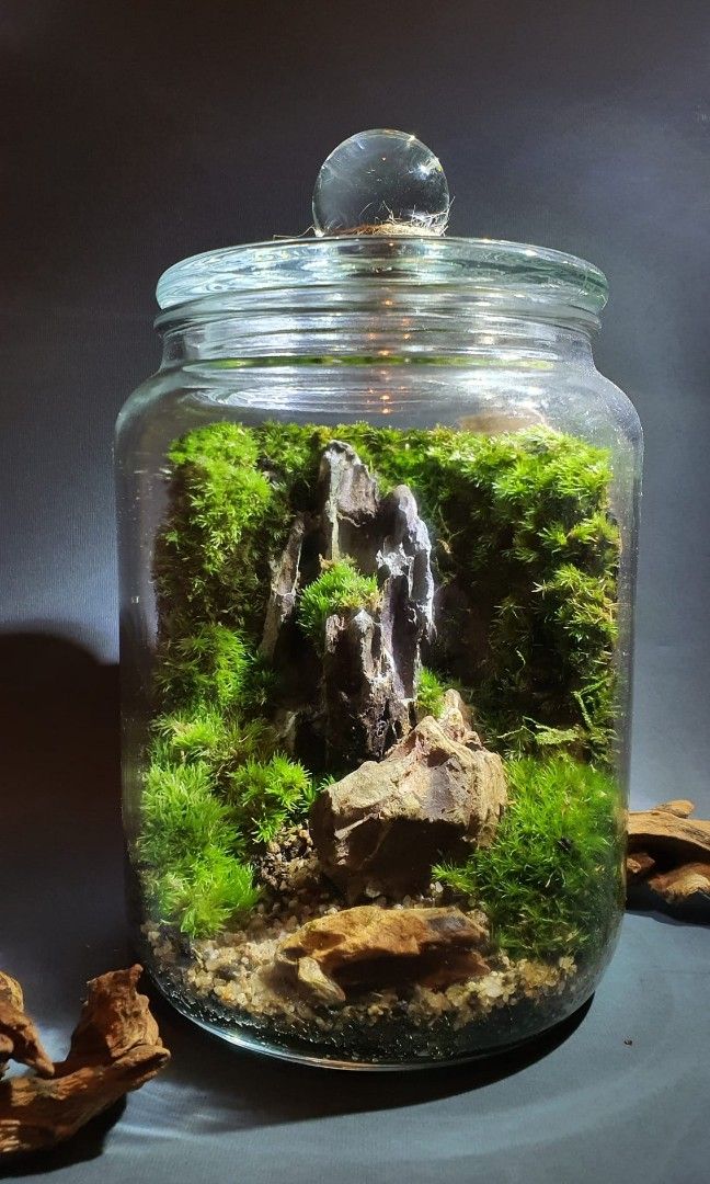 Mossarium Terrarium, Furniture & Home Living, Gardening, Plants