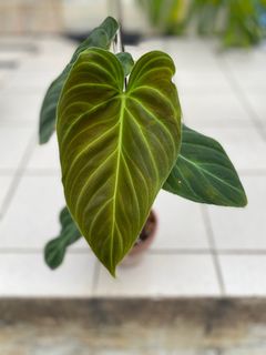 （分類：）位於 。 由 greener.planet 提交（商品編號 1225379472，圖片 1）。簡介： 。