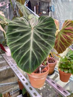（分類：）位於 。 由 greener.planet 提交（商品編號 1225395403，圖片 1）。簡介： 。