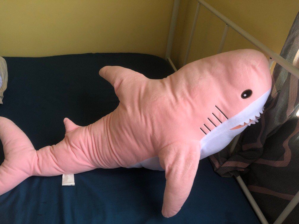 Teddy bear shark 2025