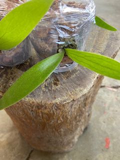 鹿角蕨-深綠交爪哇-3吋盆