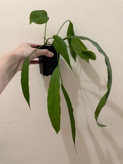 (Category: ) located in . Submitted by houseplantsale (Listing ID 1225645665, Image 1). Description: .